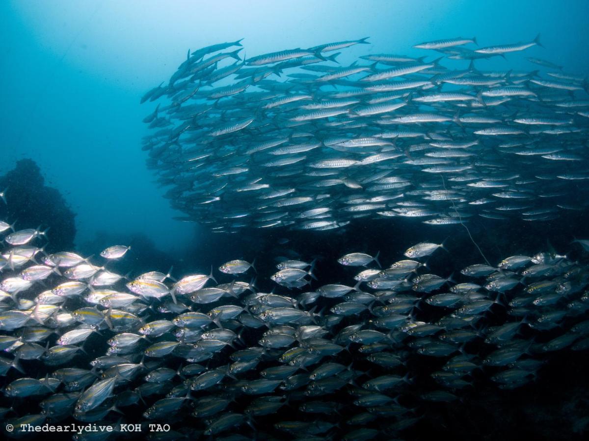 The Dearly Koh Tao Hostel-Padi 5 Star Dive Resort Bagian luar foto